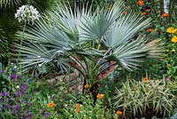 Brahea armata, blue fan palm, in a hot border.