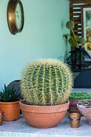 A terracotta pot planted with Echinocactus grusonii.