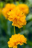 Coreopsis grandiflora 'Golden Globe', large-flowered tickseed, perennial, August.