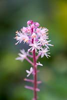 Tiarella, foamflower, herbaceous perennial, August.