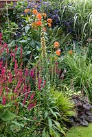 A colourful late summer border with Persicaria 'Firetail', Dahlia 'Andries' Orange', Lythrum salicaria 'Robert' and Digitalis ferruginea.