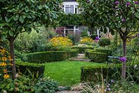 A view of a suburban garden through two Photinia x fraseri standards. The garden has a circular structure created by shaped box and a clover lawn. Deep borders of mixed planting includes Geranium, Rudbeckia, Salvia, Verbena and ornamental grasses.