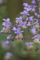 Thalictrum delavayi, a perennial which produces Fluffy sprays of pale purple flowers on upright, green stems above clumps of fern-like, grey-green leaves.