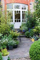 The view from a lawn past box balls and variegated cornus to a stone patio and seating area surrounded with containers of ferns, sedum, black bamboo, Euphorbia 'Silver Fog', Trachycarpus fortunei, agapanthus and erigeron.