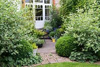 The view from a lawn past box balls and variegated cornus to a stone patio and seating area surrounded with containers of ferns, Euphorbia 'Silver Fog', agapanthus and erigeron.