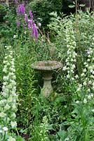 A stone bird bath amongst Delphinium 'Moonlight' and purple Lythrum.