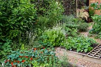 A town garden potager with raised vegetable beds and border with herbs and perennials. Plants include nasturtium, dwarf French beans, oregano, rosemary, coneflower and Verbena bonariensis.