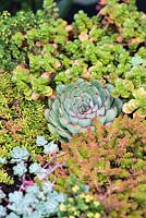 A collection of succulents including Sedum and Echeveria.