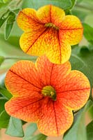Calibrachoa 'Kabloom' series mixed - One colour from mix,  July
