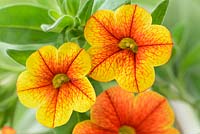 Calibrachoa 'Kabloom' series mixed - One colour from mix,  July