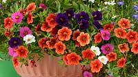 Calibrachoa 'Kabloom series mixed' in container, August