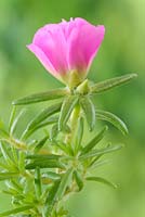 Portulaca grandiflora 'Happy Trails mixed' Moss rose. One colour from mix. Flower starting to open. July