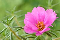 Portulaca grandiflora 'Happy Trails mixed'  Moss rose. One colour from mix, July