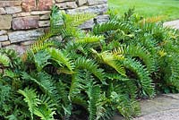 Blechnum chilense - Chilean hard fern in front of stone wall