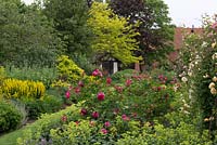 A country garden with mixed borders. On the right, rosa and alchemilla. Left, lysimachia, phlomis 