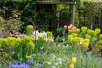 View over aquilegias, geums, Iris 'Apollo', bluebells, alliums, hardy geraniums and heads of Euphorbia characias subsp. wulfenii towards small arbour.