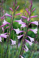 Watsonia bourbonica, Cape Bugle Lily, corm, a half hardy herbaceous perennial with 2m high stems of trumpet-shaped pink flowers in summer