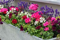 A large metal trough planted with pelargoniums, petunias, nicotiana and lavender.