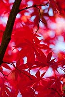 Acer palmatum 'Osakazuki' - November, late Autumn.