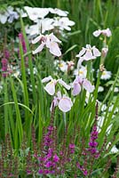 Iris ensata 'Rose Queen', with rose pink flowers and evergreen leaves, this moisture loving iris can be used as a marginal pond plant.