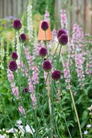 Allium sphaerocephalon, rounded headed garlic, a tall perennial with drumstick shaped flowers.