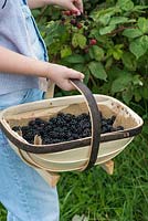 A little girl picks blackberries, putting them into a handcrafted Sussex trug, made by Charlie Groves.