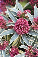 Skimmia japonica 'Magic Marlot', evergreen shrub with cream striped foliage, and red flowers in winter.