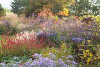 View of mixed perennial border at Ellicar Gardens