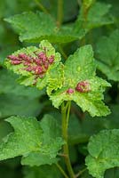 Redcurrant blister aphid - Sap-sucking insect Cryptomyzus ribis, causing distortion to the leaves of Ribes rubrum - redcurrant bush