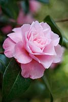 Camellia x williamsii 'Joe Nuccio' - April