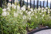 White themed border by gravel path with Cleome hassleriana 'Helen Campbell' Pennisetum villosum Beta vulgaris - Swiss chard Gaura and Zinnia elegans, 'Polar Bear backed by black painted poles Jardin des Cimes Chamonix, July