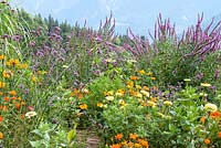 Mixed border with annuals and perennials including Zinnia 'Envy', Tagetes erect,a Cosmos sulphurous 'Diablo', Verbena bonariensis and Lythrum salicaria. Jardin des Cimes, Chamonix, France. July 