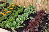 Small vegetable patch in garden with beetroot, red lettuce, Pak Choi, carrots and marigold - The Sanctuary Garden for St Michael's Hospice, designed by Hannah Genders, RHS Malvern Spring Festival 2015