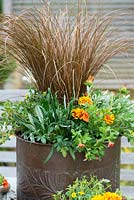 Planting a copper pot with hot coloured plants. The finished container planted with Calibrachoa 'Million Bells Crackling Fire', French marigolds, Sanvitalia procumbens, Gazania 'Gazoo Orange', Gazania 'Gazoo Clear Yellow' and Carex comans 'Milk Chocolate'.