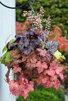 Foliage hanging basket with Heuchera 'Shanghai' in the middle, edged by trailing Heucherellas 'Glacier Falls', Redstone Falls' and 'Yellowstone Falls.' 8 weeks after planting.
