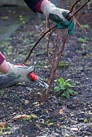 Autumn fruiting raspberry, 'Polka', gardener cutting back raspberry canes to promote new growth for fruiting.