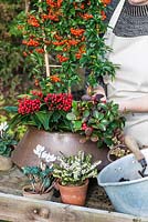 Planting an autumn pot with white flowers and red berried plants. Step 7: plant the checkerberry - Gaultheria procumbens