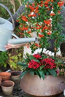 Planting an autumn pot with white flowers and red berried plants. Step 11: water thoroughly as winter winds can be very dehydrating, and this pot has a narrow top and will not catch sufficient rainfall.
