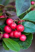 Gaultheria procumbens, checkerberry, is a dwarf evergreen shrub with rounded, evergreen leaves - aromatic if crushed - that turn red in winter. Small, pinkish flowers are followed by scarlet berries in autumn.