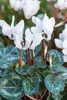 Cyclamen hederifolium 'Album', autumn flowering cyclamen, bears white flowers from October followed by beautifully marked leaves.