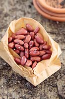 Phaseolus vulgaris - Runner Bean 'Lazy Housewife' seeds, Cape Town, South Africa