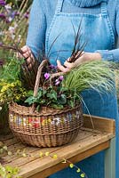 Planting an early autumn hanging basket. Gently tease the grasses apart so they are looking their best.