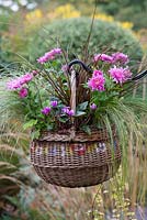 A wicker basket planted with pot mums Chrysanthemum 'Yahoo Purple', Cyclamen hederifolium, red hook sedge Uncinia rubra, frosted sedge grass Carex 'Frosted Curls', Mexican feather grass Stipa tenuissima 'Pony Tails' and trailing Indian mint Saturega douglasii