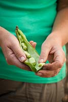 Picking broad beans