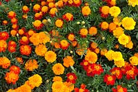 Tagetes patula 'Champion Mixed'. Marigold