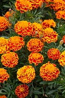 Tagetes patula 'Honeycomb'. Marigold