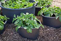 Potatoes growing in large black pots. Solanum tuberosum