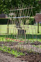 Cane tripod structure in place for growing sweet peas