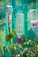 Plastic bottles used as eye protectors on canes supporting tomato plants in a greenhouse