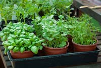 Young plants of Sweet Basil, Coriander sativum - Cilantro and coriander 'Confetti' sitting in a plastic tray on a greenhouse potting bench